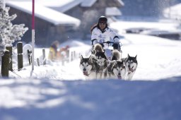 Lenk 2013